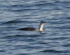 Red-throated Loon - Nevine Jacob