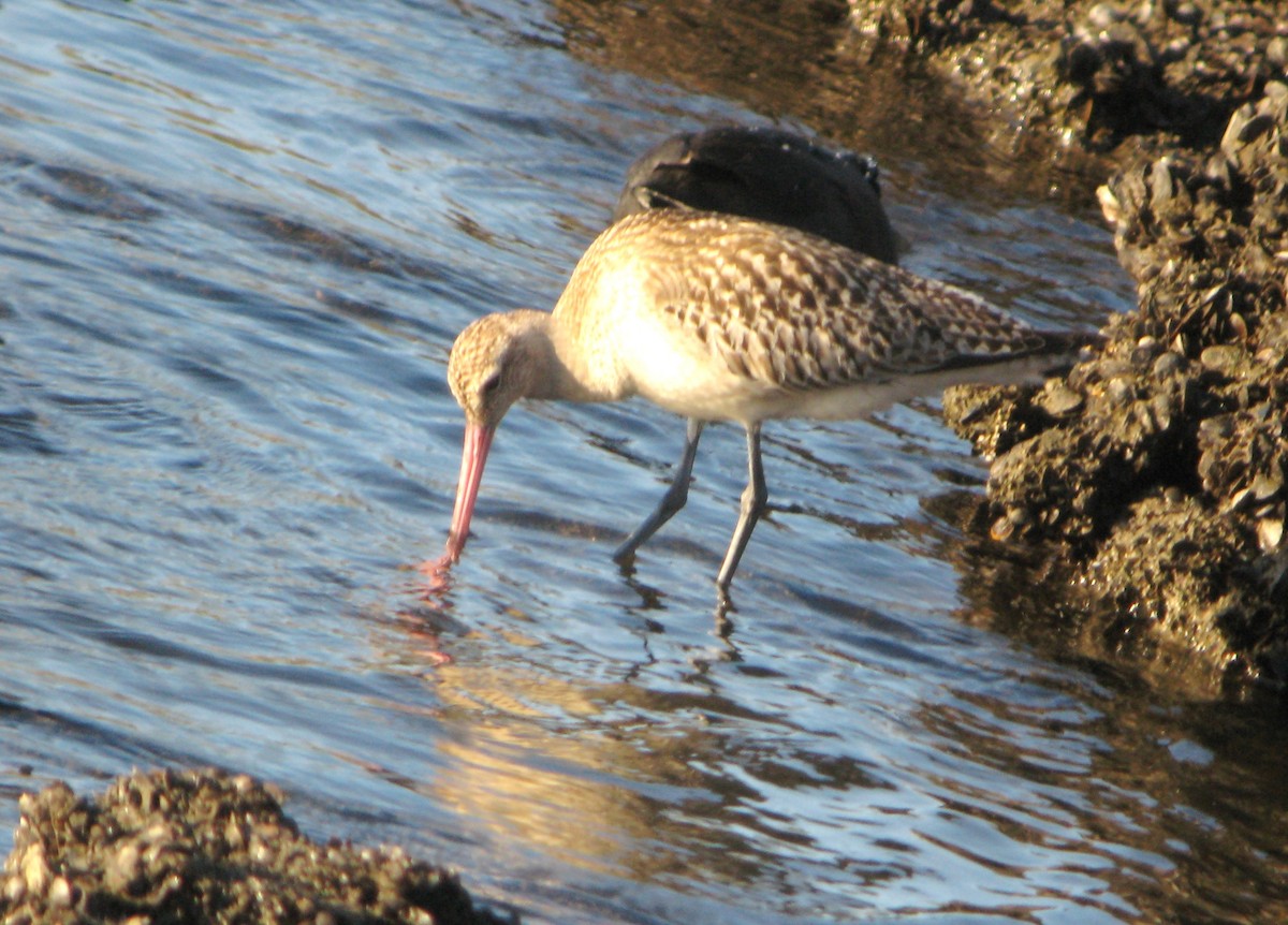 Bar-tailed Godwit - ML45462941