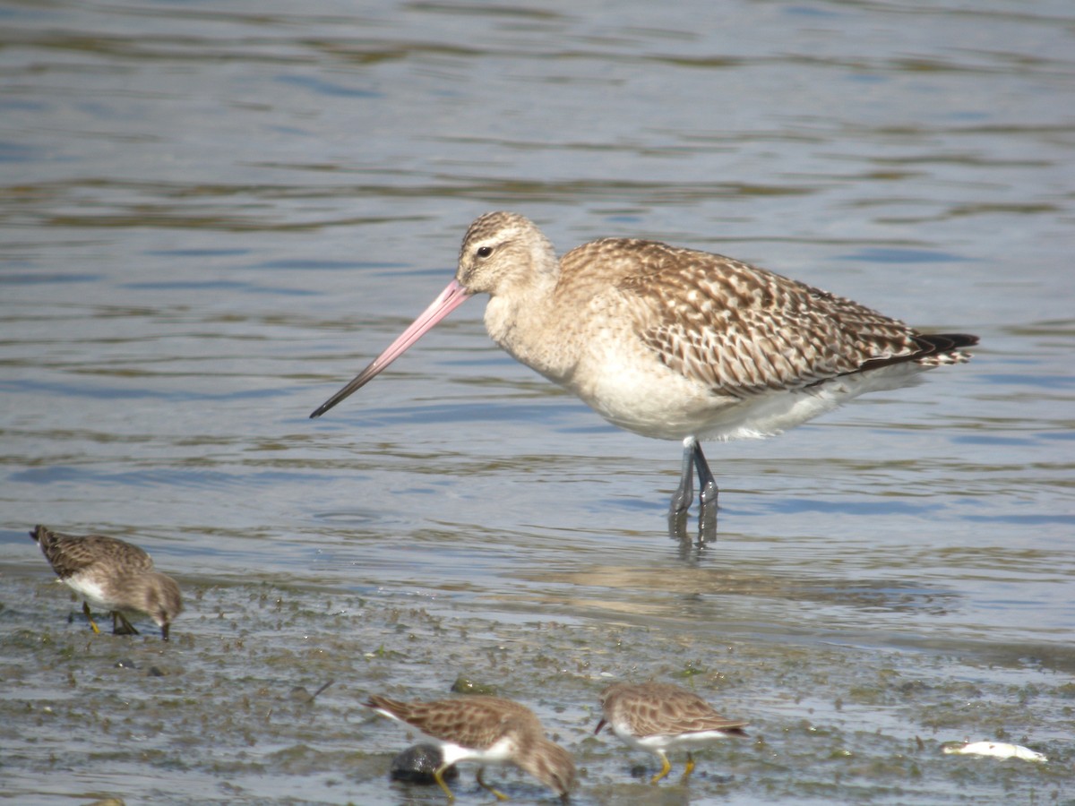 Bar-tailed Godwit - ML45462951