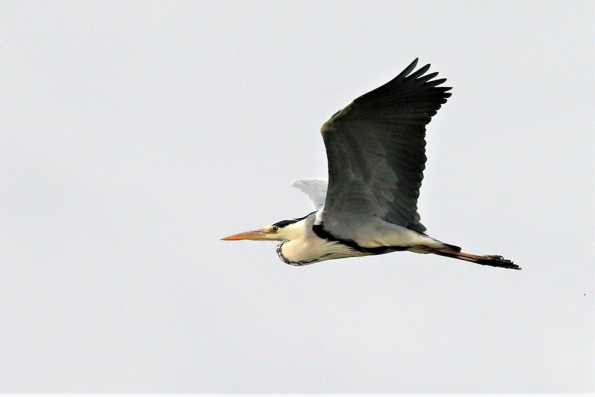 Gray Heron - ML454629981