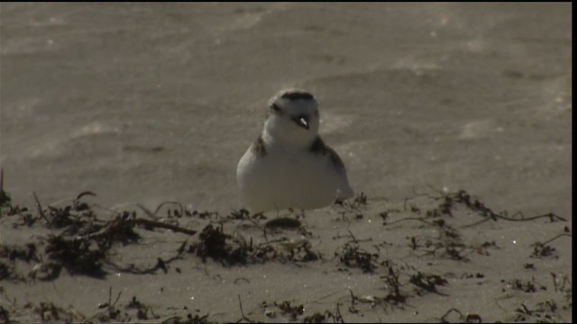 Snowy Plover (nivosus) - ML454630