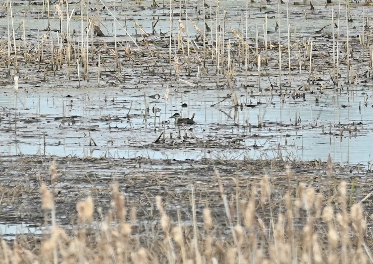 Ruddy Duck - ML454630391
