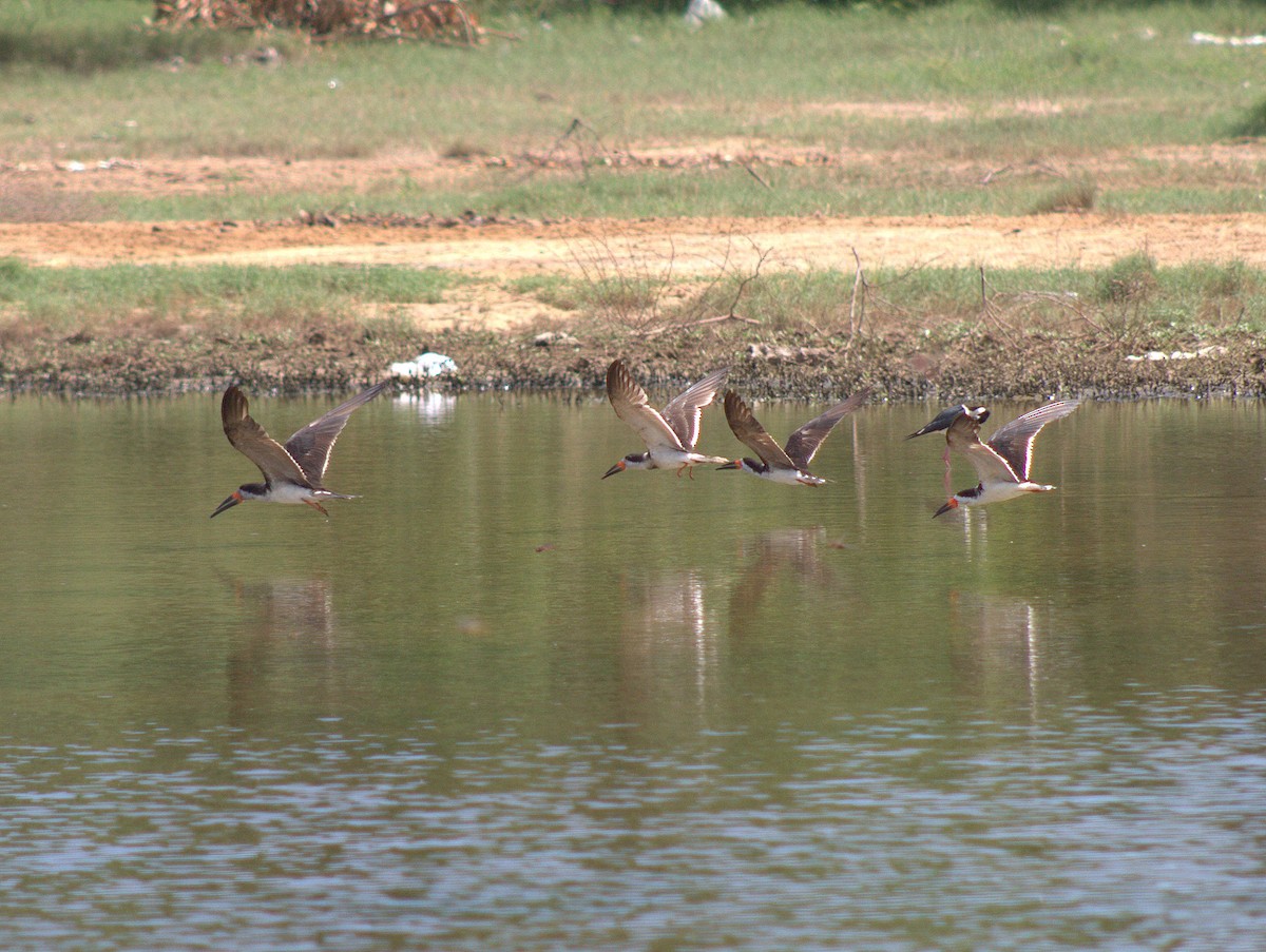 Black Skimmer - ML454630931