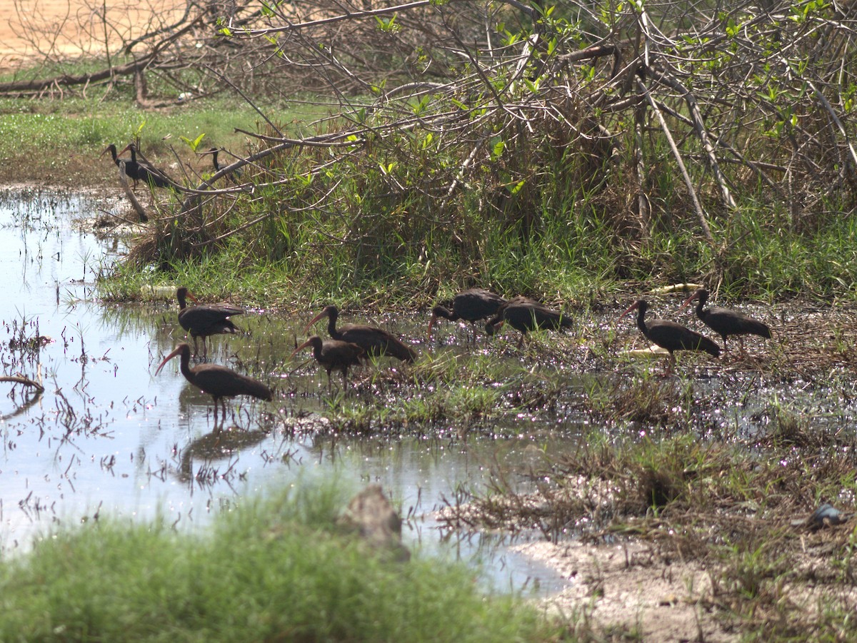 ibis tmavý - ML454631011