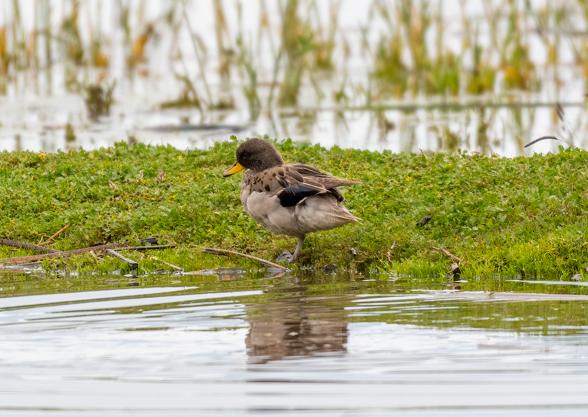 Yellow-billed Teal - Walker Aguilar