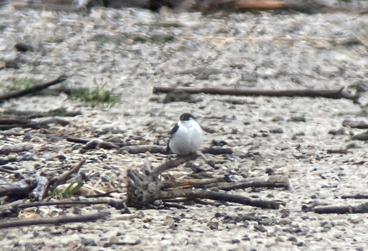 Golondrina Verdemar - ML454631641