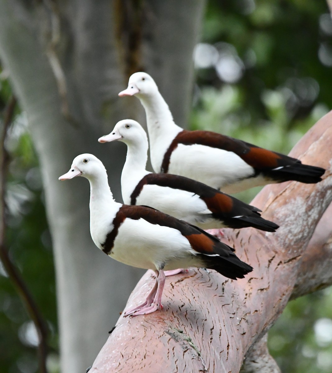 Radjah Shelduck - ML454631701