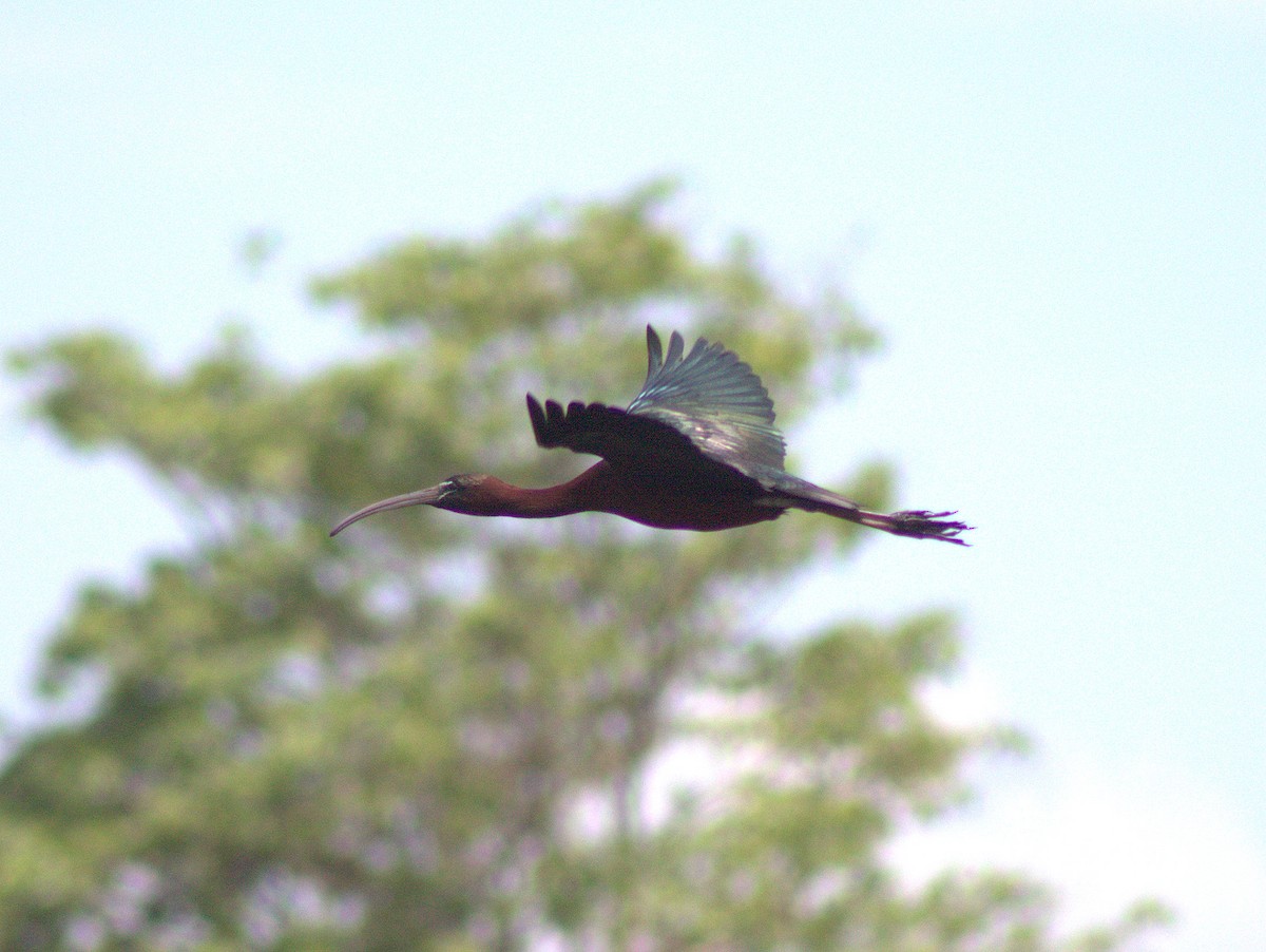 ibis hnědý - ML454632751