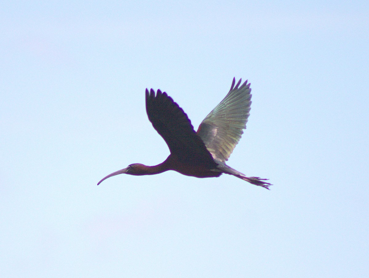 ibis hnědý - ML454632791