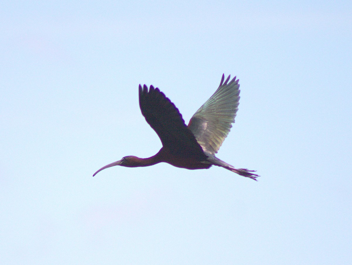 Glossy Ibis - ML454632791