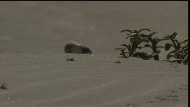 Snowy Plover (nivosus) - ML454633