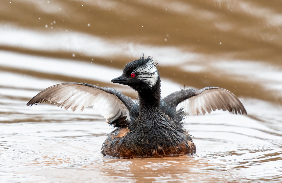 White-tufted Grebe - ML454633301