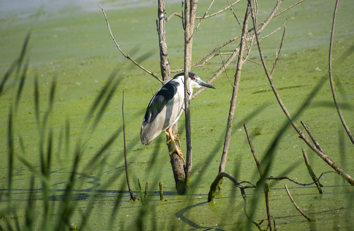 Black-crowned Night Heron - ML454635251