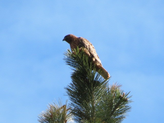 Red-tailed Hawk - ML454635341