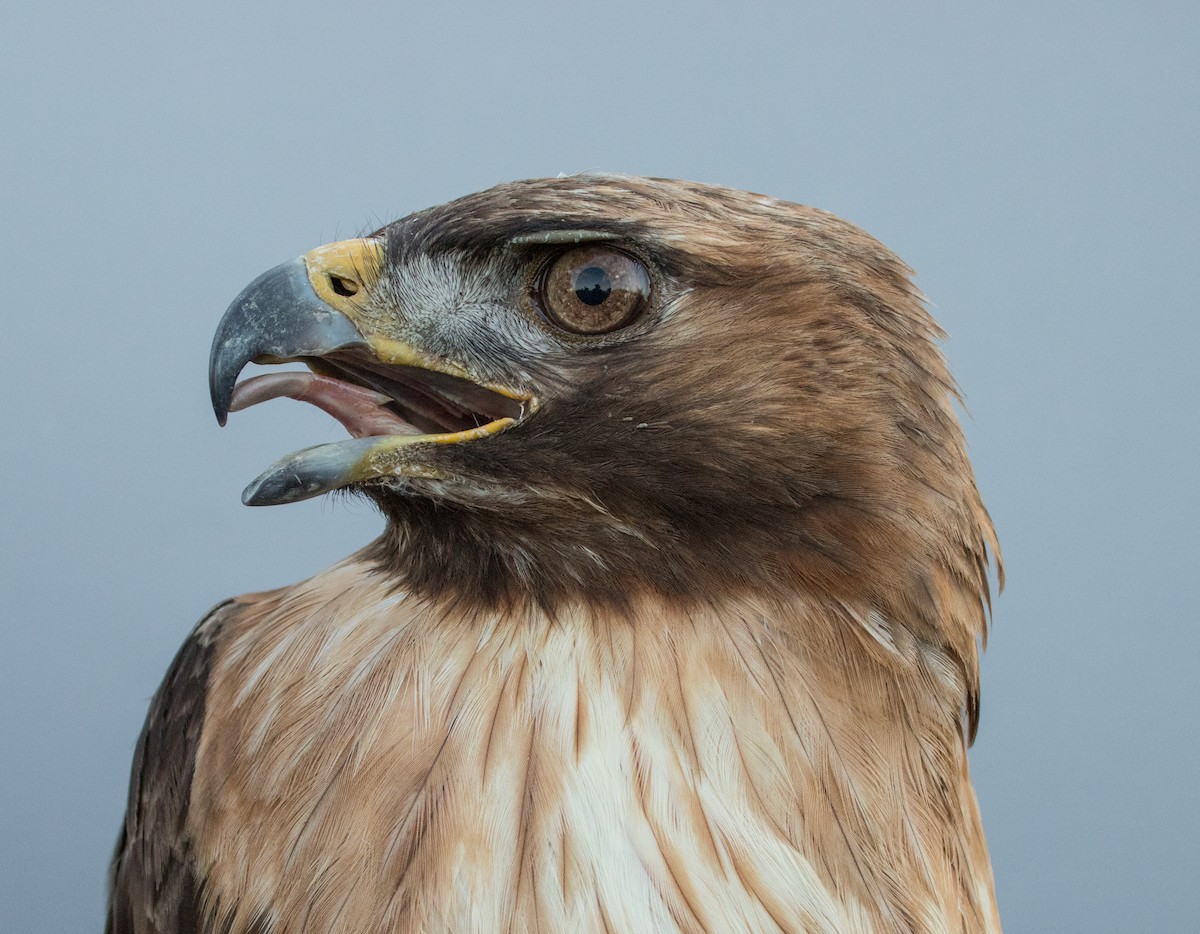 Red-tailed Hawk - ML454636121