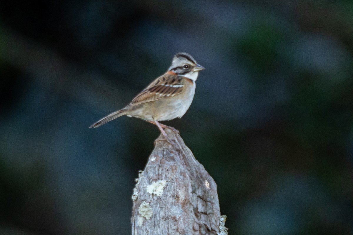 Rufous-collared Sparrow - ML454636951