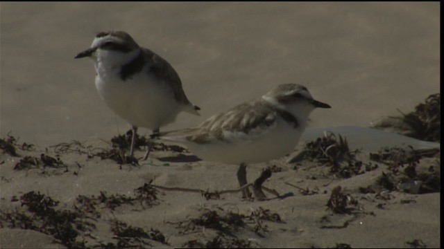 Snowy Plover (nivosus) - ML454637