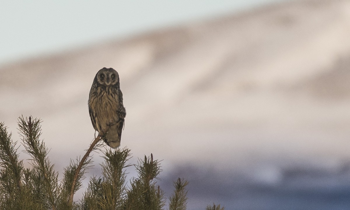 Short-eared Owl - ML454637841