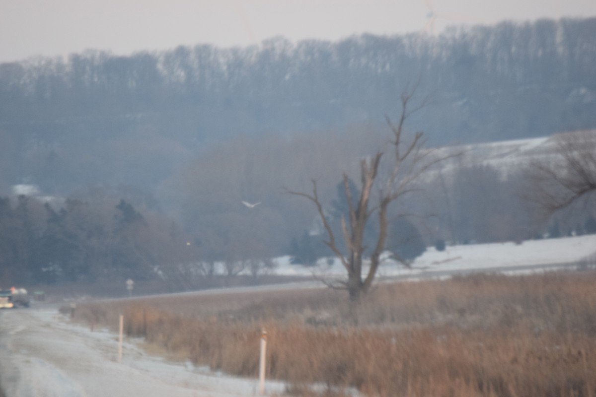 Snowy Owl - ML45463831