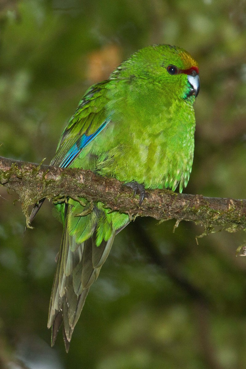Yellow-crowned Parakeet - ML45463851