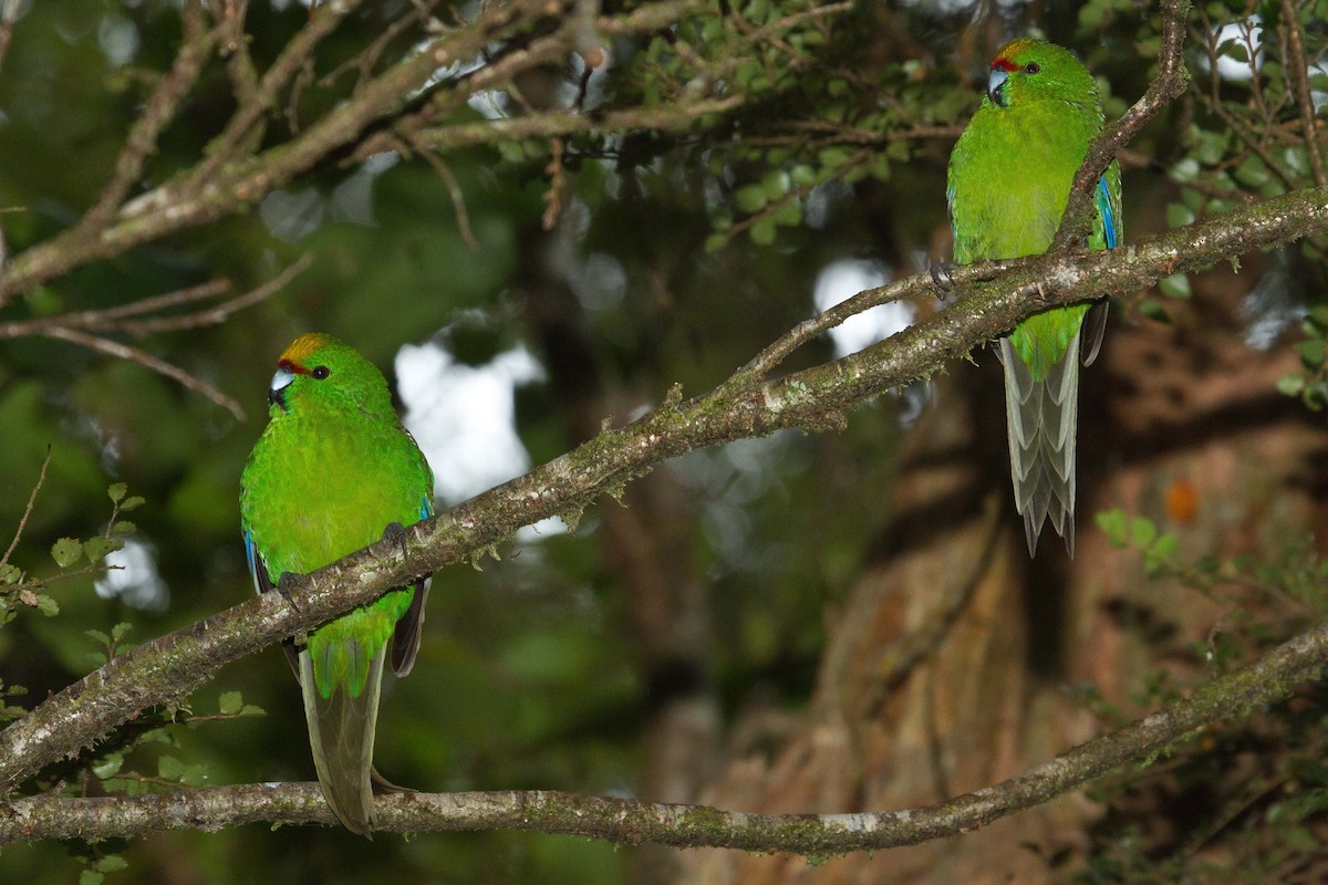 Yellow-crowned Parakeet - ML45463861