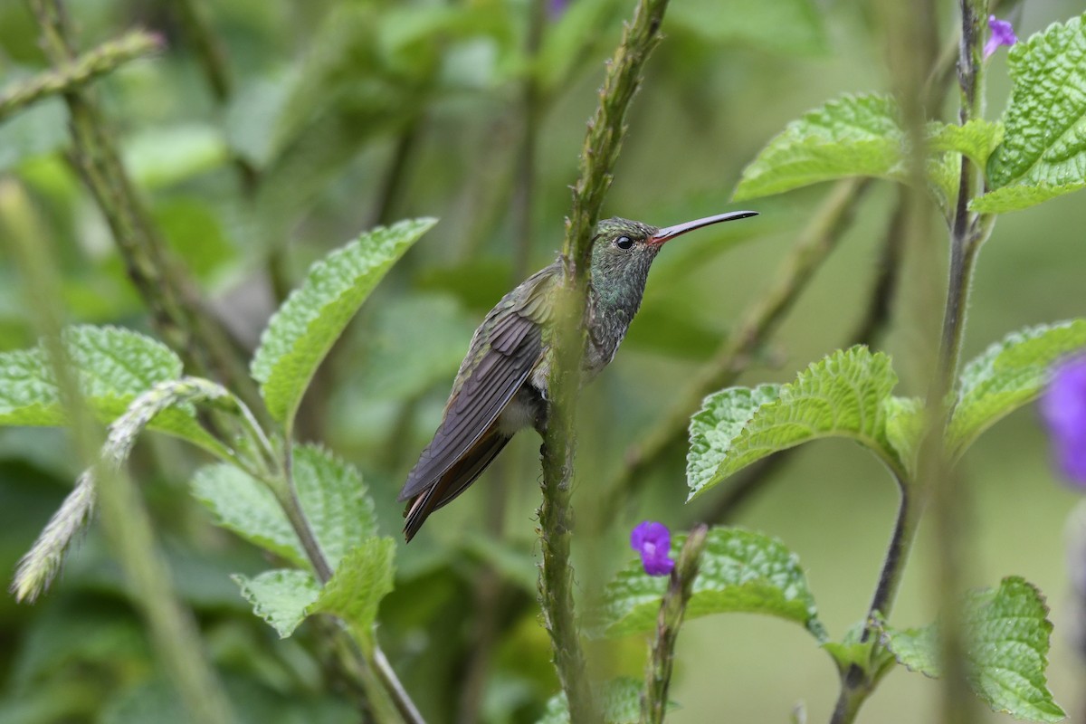 Rufous-tailed Hummingbird - ML454639101