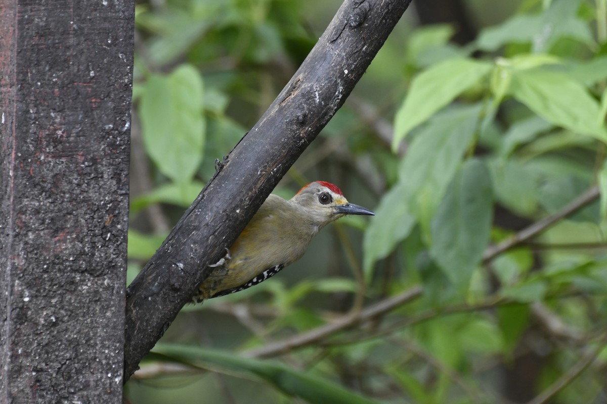 Carpintero Coronirrojo - ML454639501