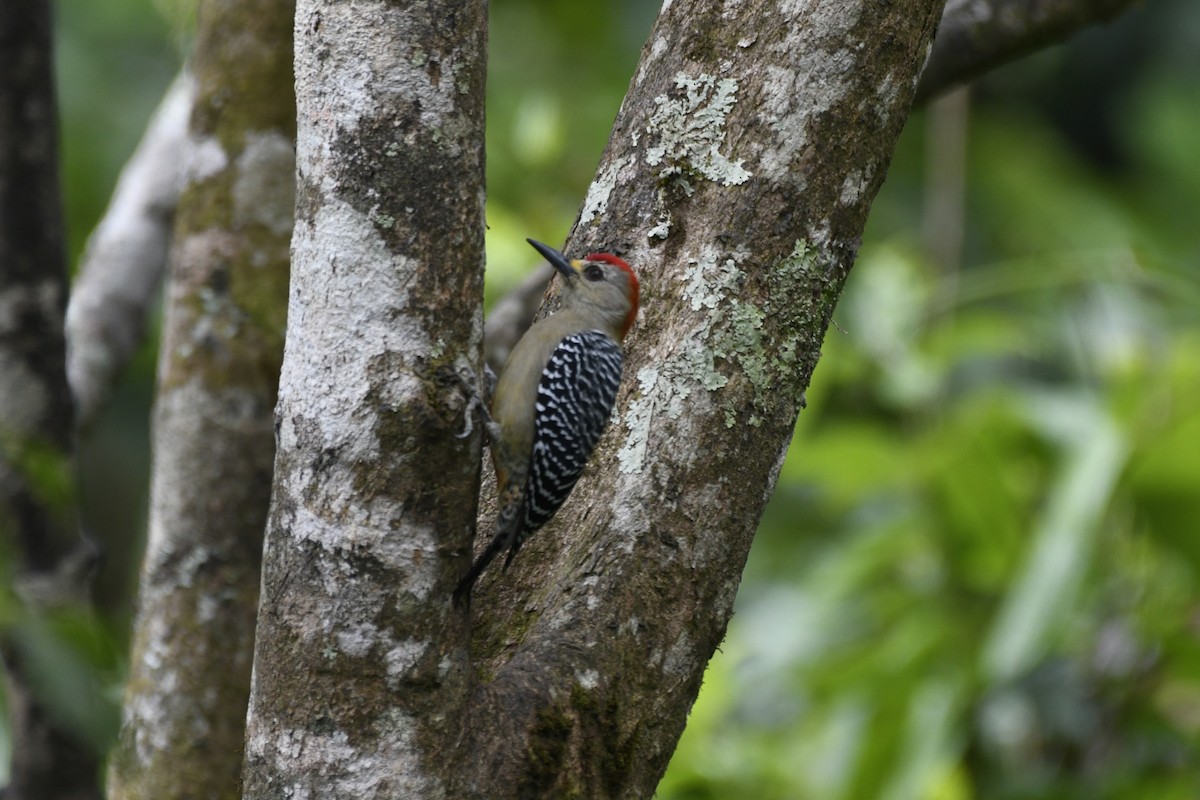 Red-crowned Woodpecker - ML454639571