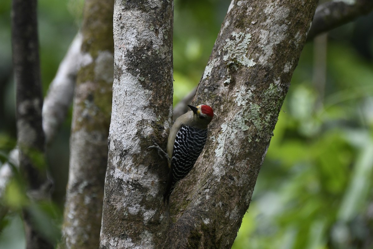 Red-crowned Woodpecker - ML454639591