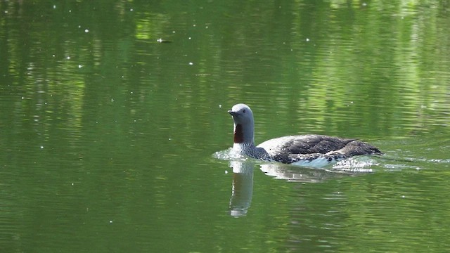 Red-throated Loon - ML454640341