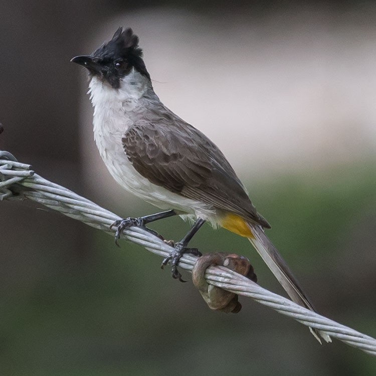 Sooty-headed Bulbul - ML454640861