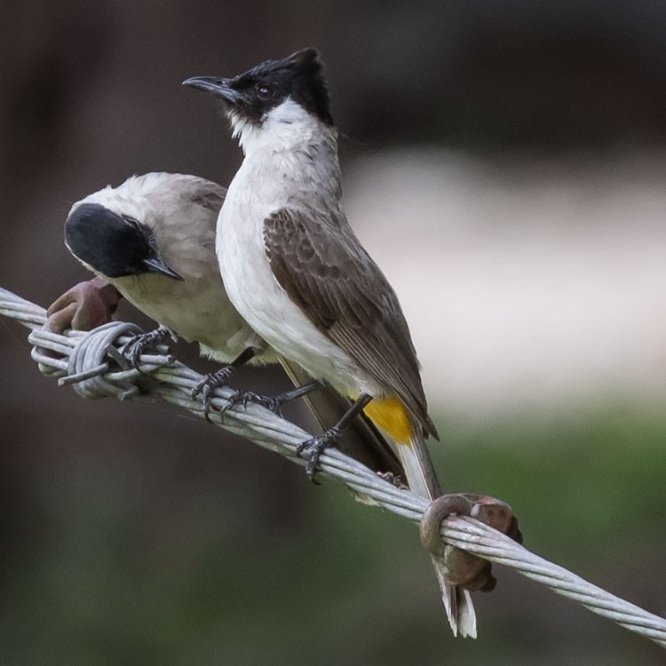 Sooty-headed Bulbul - ML454640911