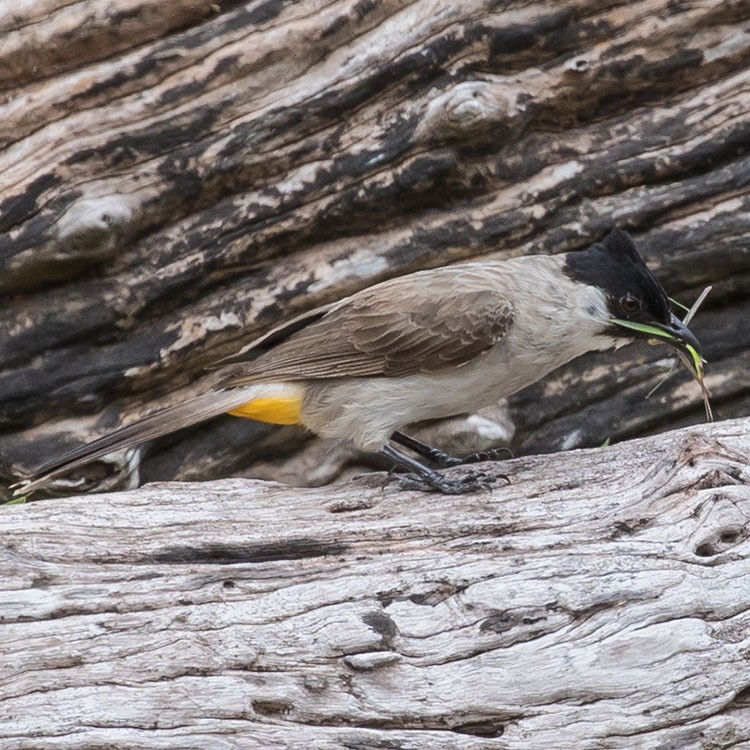 Sooty-headed Bulbul - ML454640931