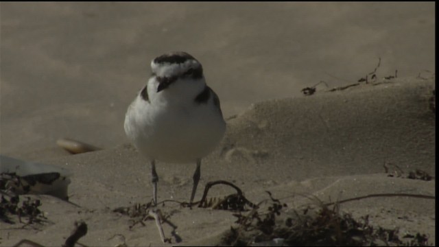 Snowy Plover (nivosus) - ML454642