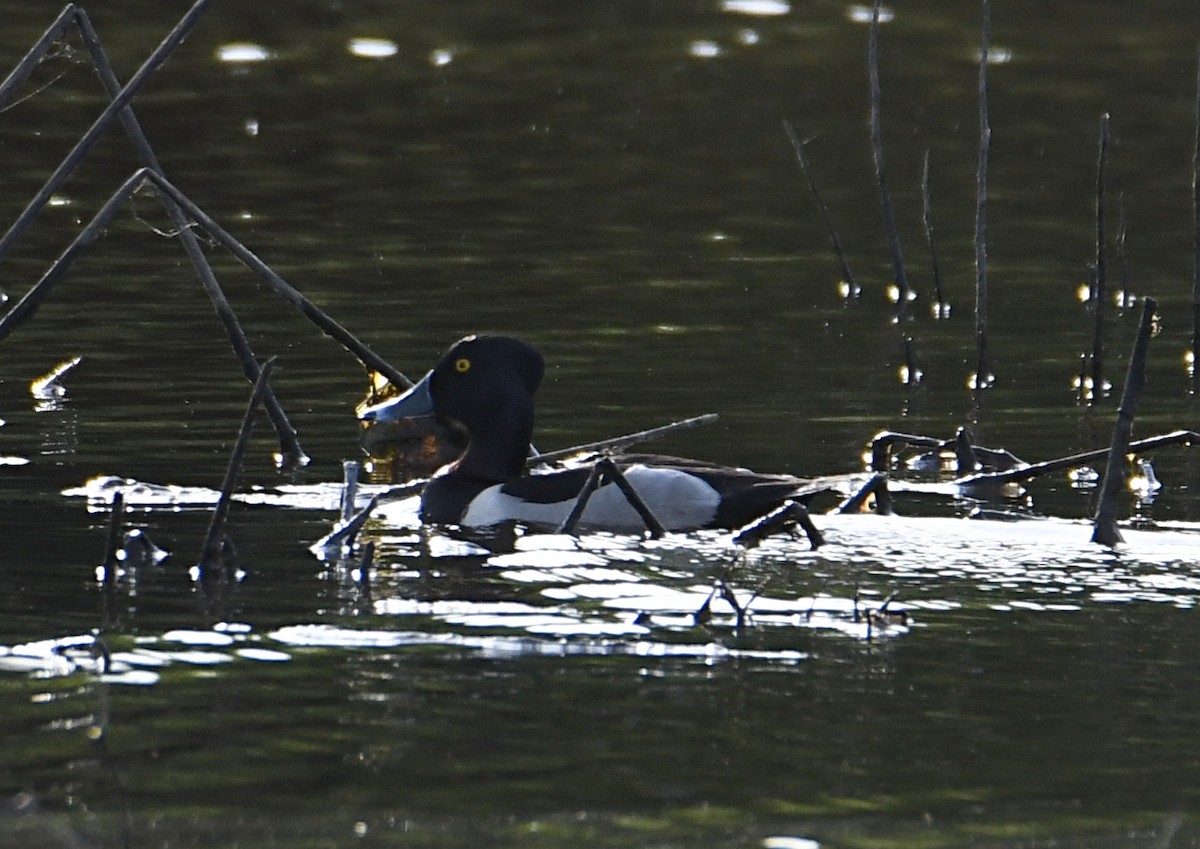 Ring-necked Duck - ML454642071