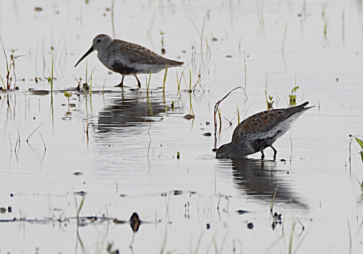 Dunlin - ML454642231