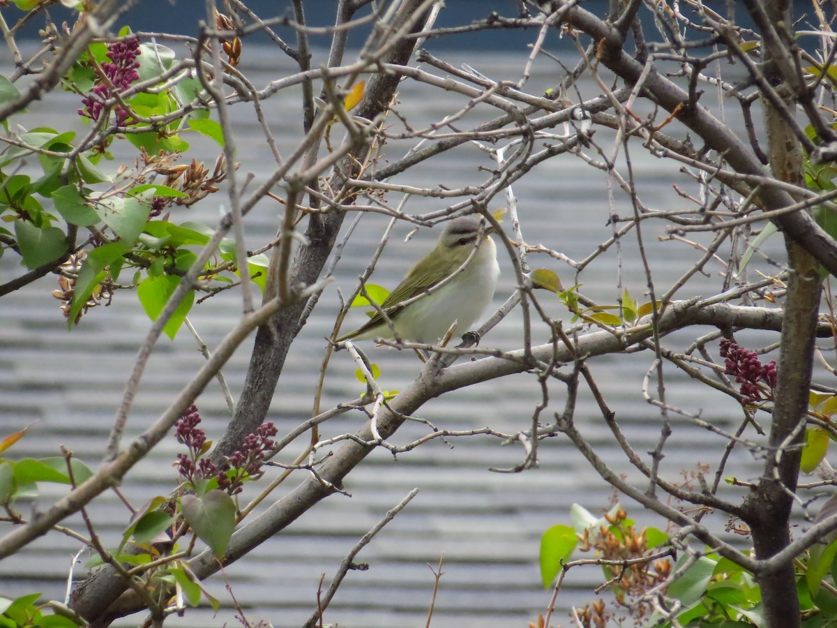 Red-eyed Vireo - ML454642391