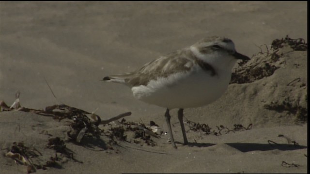 Snowy Plover (nivosus) - ML454643