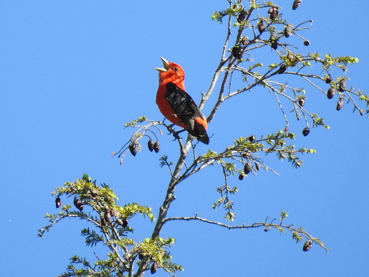 Scarlet Tanager - ML454643631