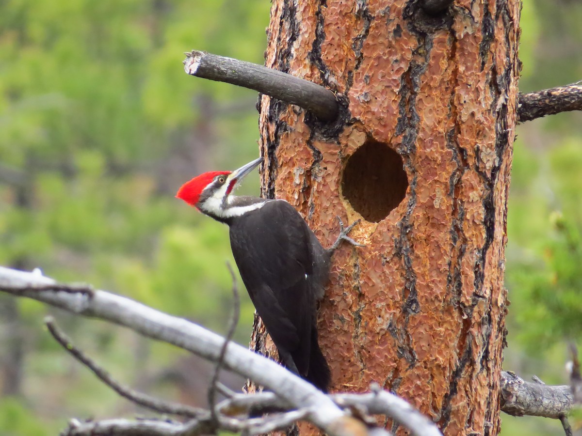 Pileated Woodpecker - ML454643931