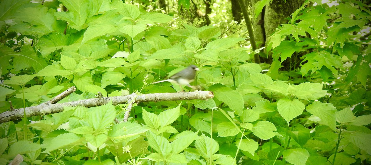 Junco ardoisé - ML454644721