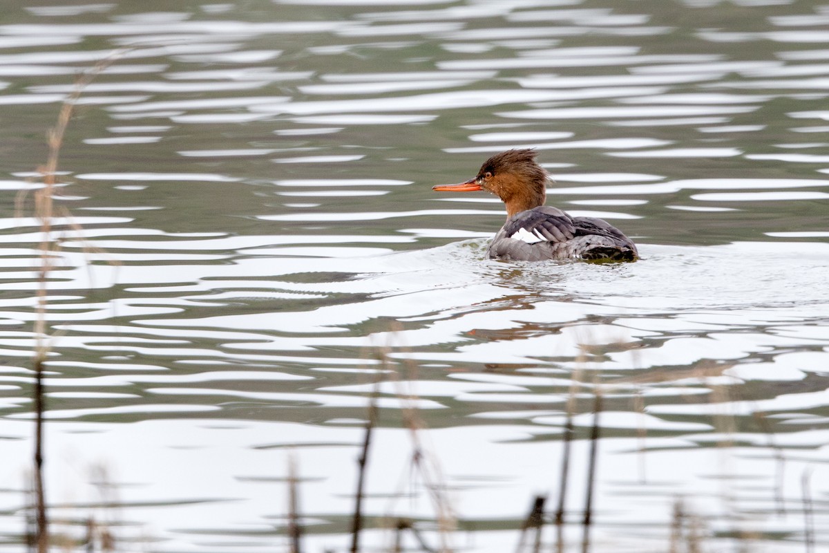 Red-breasted Merganser - ML45464511