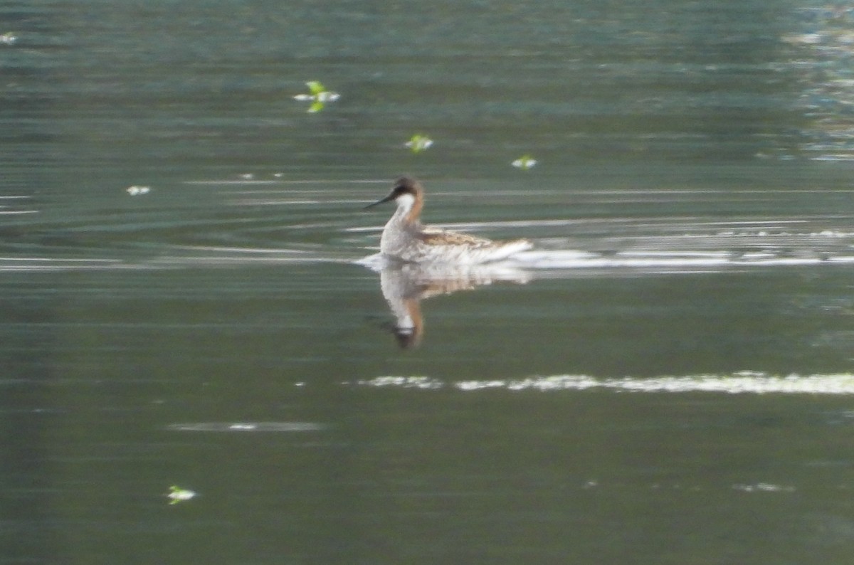 Нарийн сэлээхэй - ML454645911