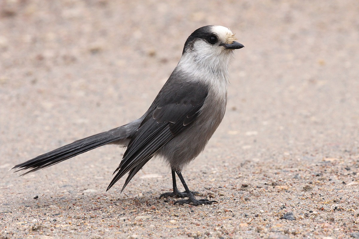 Canada Jay - Vitalii Khustochka