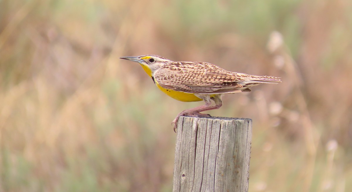 Western Meadowlark - ML454646991