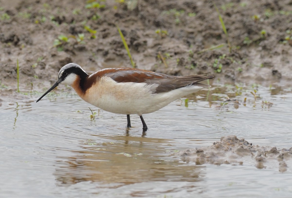 Falaropo Tricolor - ML454647041