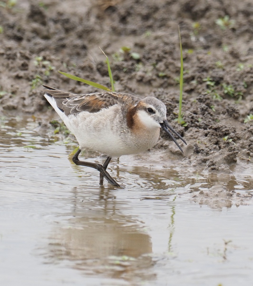 Falaropo Tricolor - ML454647251