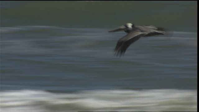 Brown Pelican - ML454648