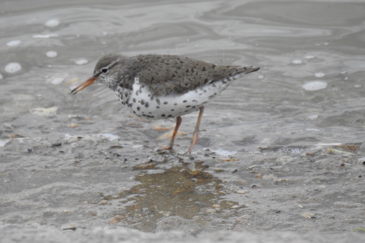 Spotted Sandpiper - ML454648061