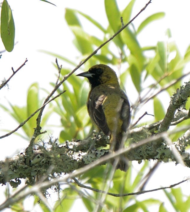 Orchard Oriole - ML454649011